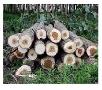 فروش چوب صنوبر ، قیمت چوب صنوبر